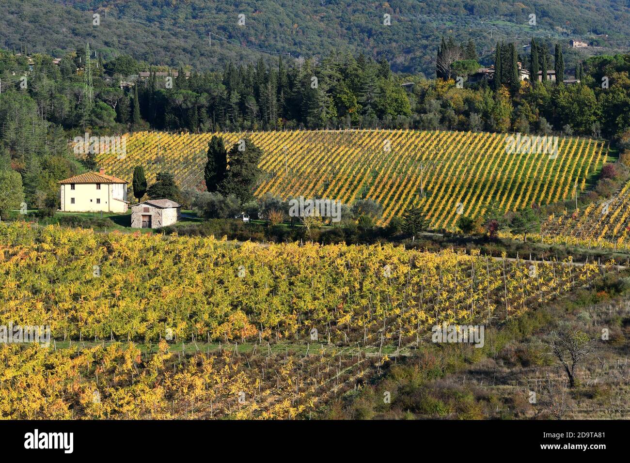 yellow grapevines in autumn season in the Chianti Classico area near Greve  in Chianti (Florence), Tuscany. Italy Stock Photo - Alamy