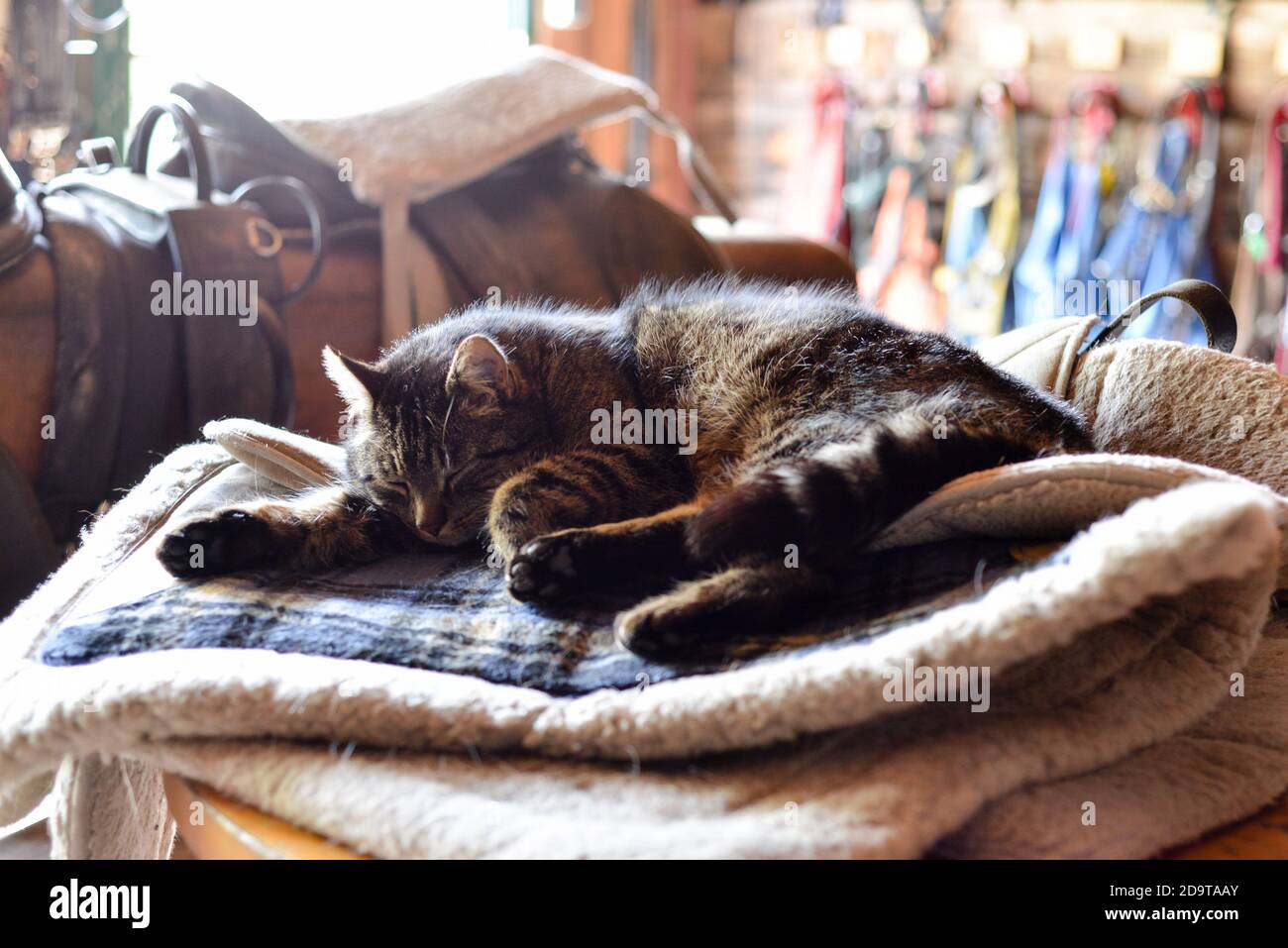 Schläfrige Katze in der Sattelkammer - sleepy cat in the tack room Stock Photo
