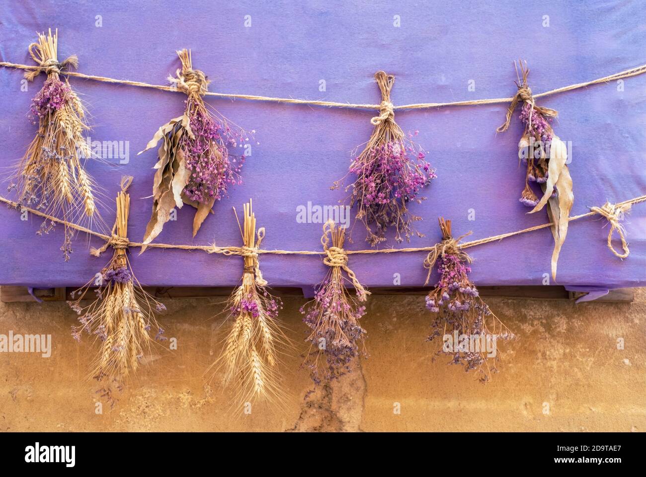 bouquets of dried flowers and spikes on a purple background hanging