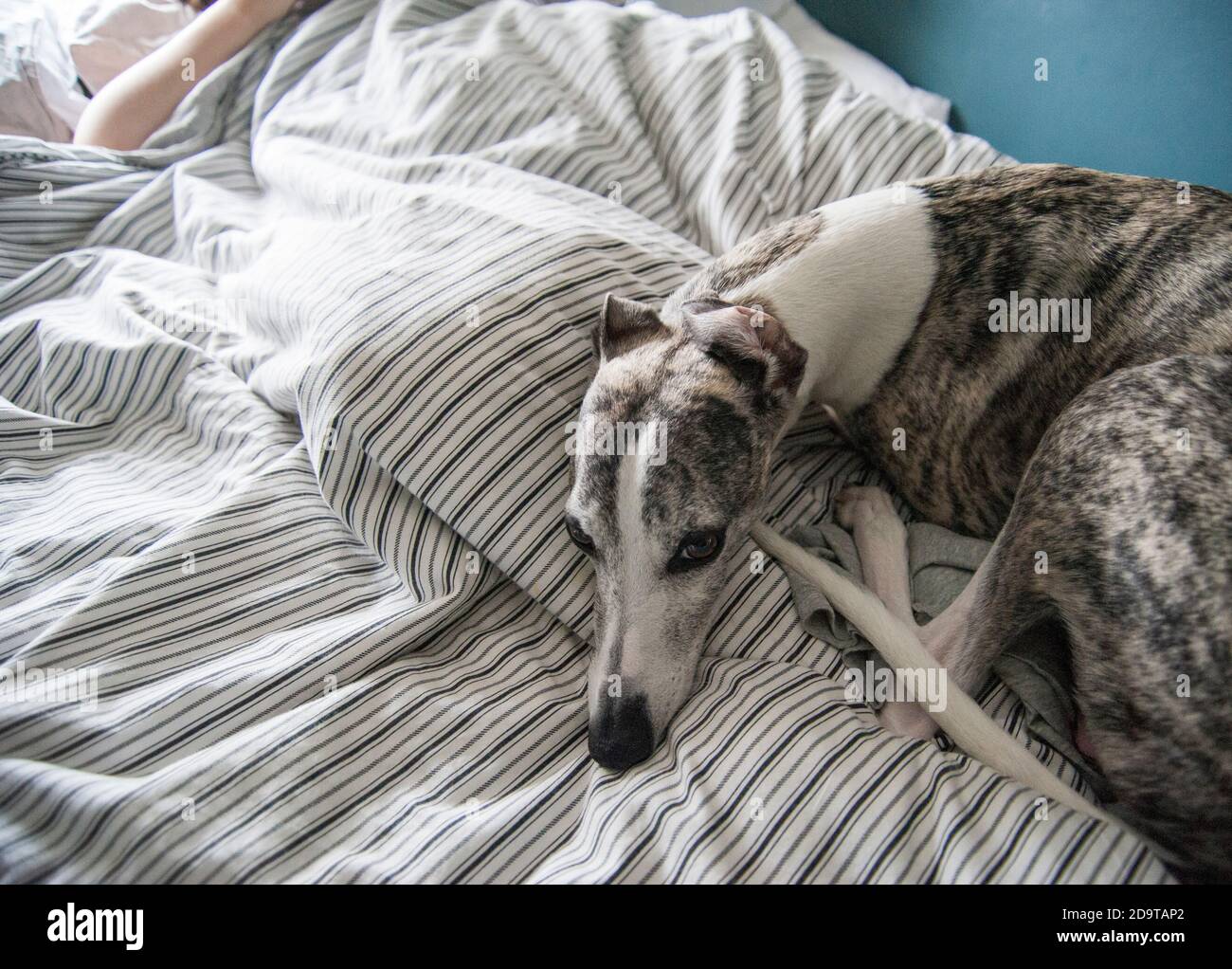 Whippet dog laying on bed Stock Photo