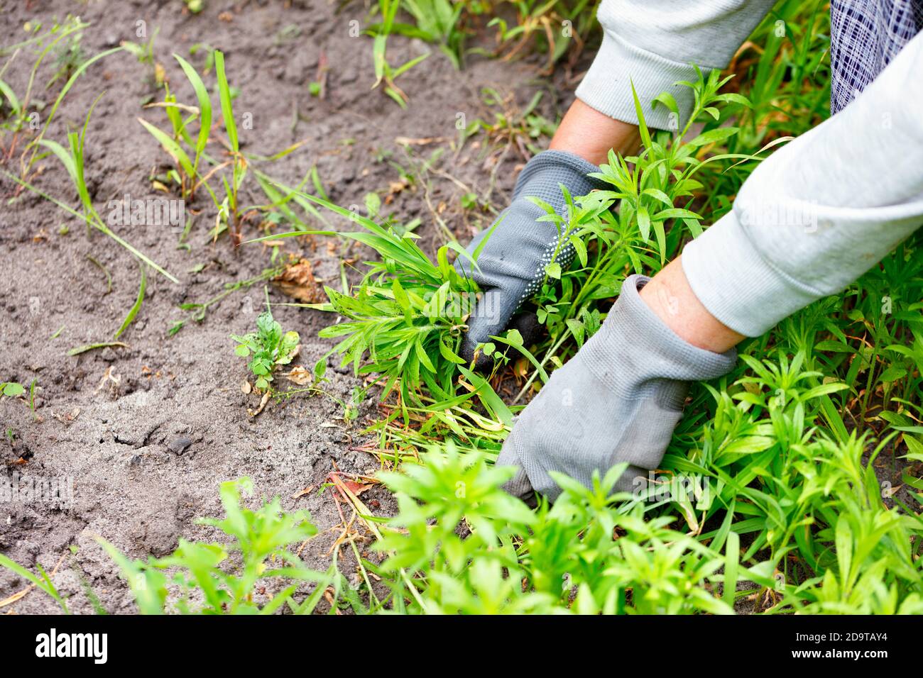 A farmer weeds a garden bed and a flower garden, collects weeds from a