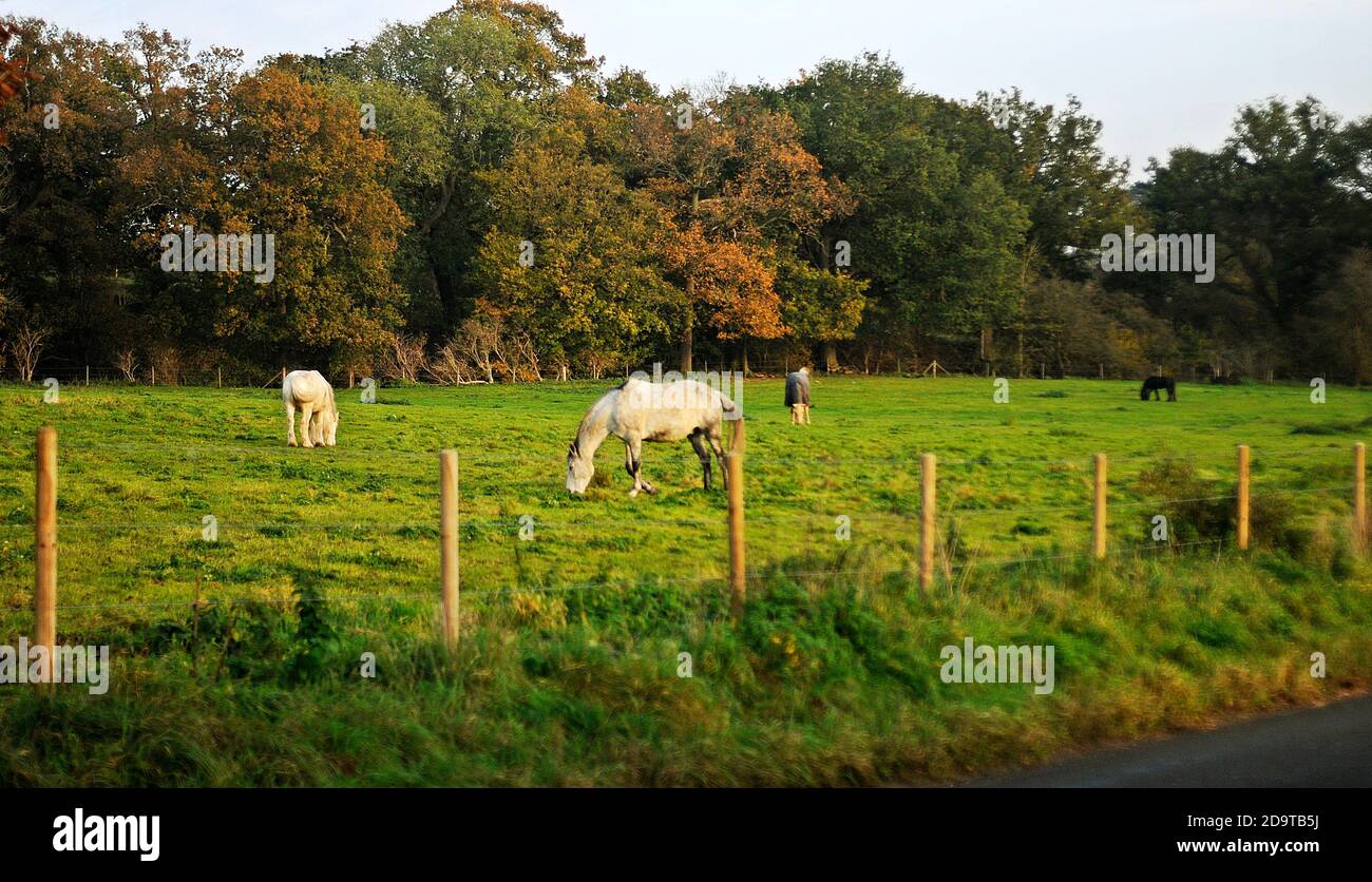 Horses grazing in field. Horses feeding in rural England. Black and white horses in beautiful landscape. Group of domesticated animals in a meadow. Stock Photo
