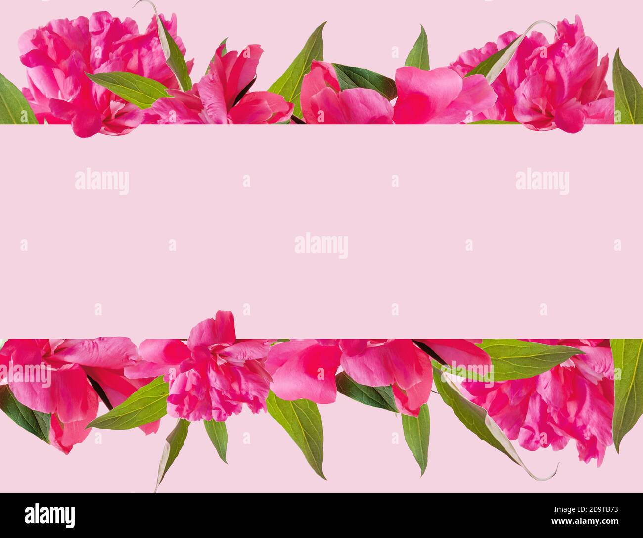Banner with pink peony blossom flowers with space Stock Photo