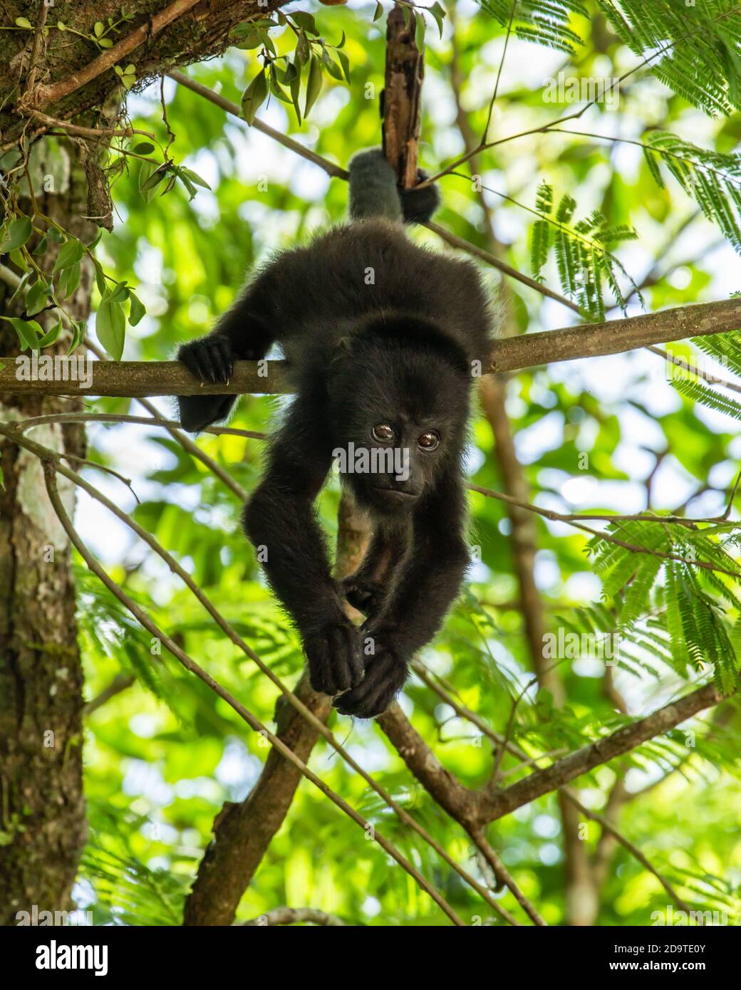 A young Guatemalan or Yucatan Black Howler Monkey hangs by its
