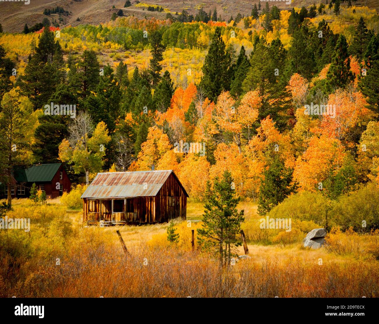 Aspen Oasis Colorful deciduous and evergreen trees surround an old