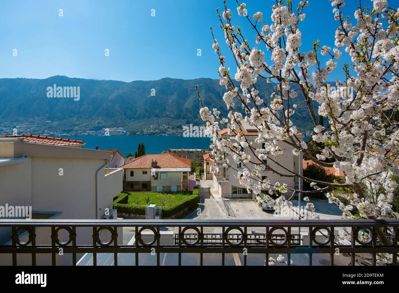 View through the blossoming cherry tree of the Bay of Kotor and mountains Stock Photo