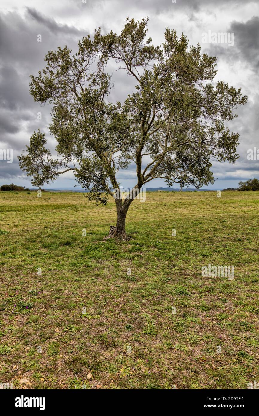 Scene with lonely tree in the field and cloudy sky Stock Photo - Alamy
