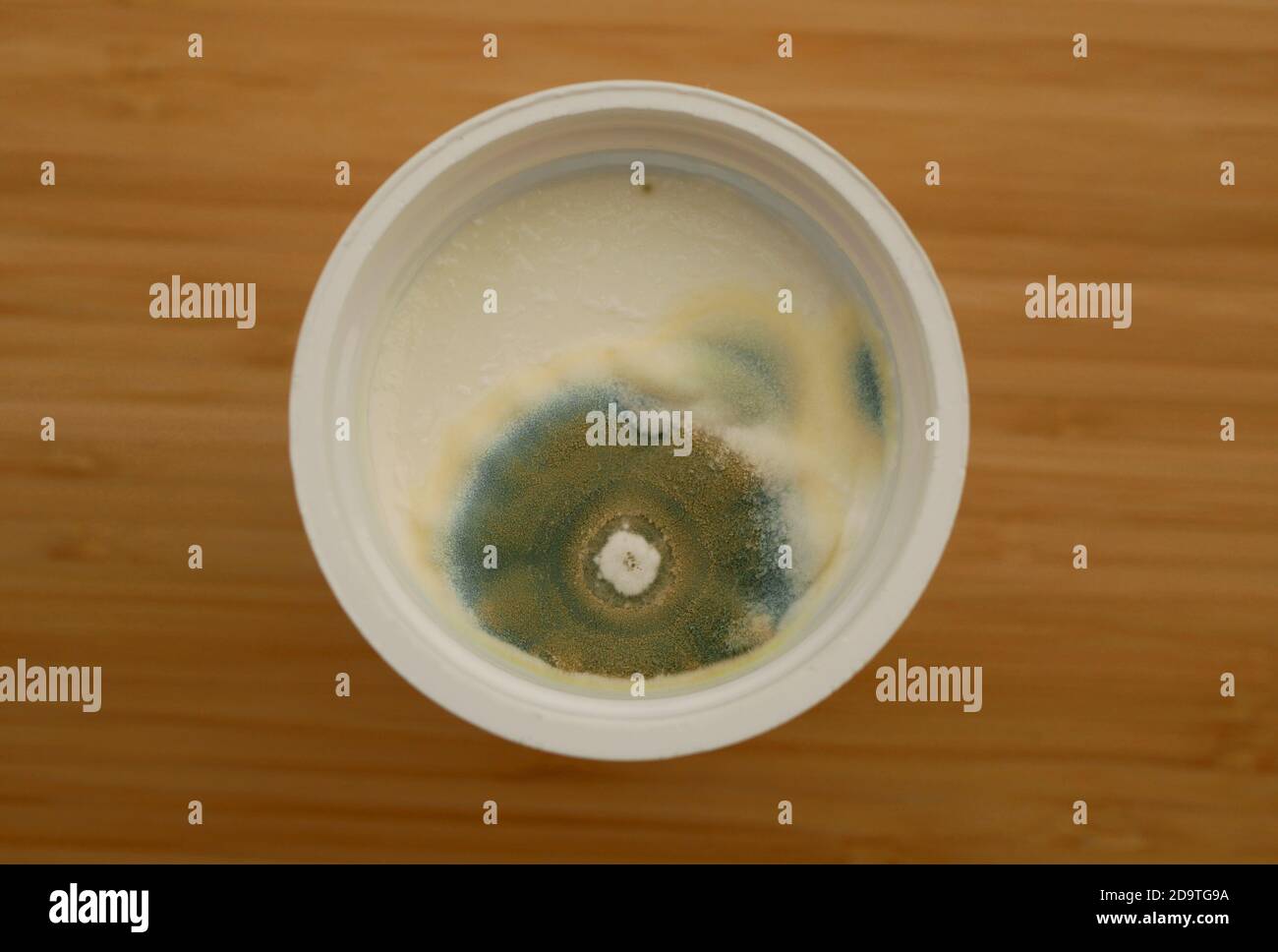 Mold cup yogurt growth east disgusting mould mildew green detail close