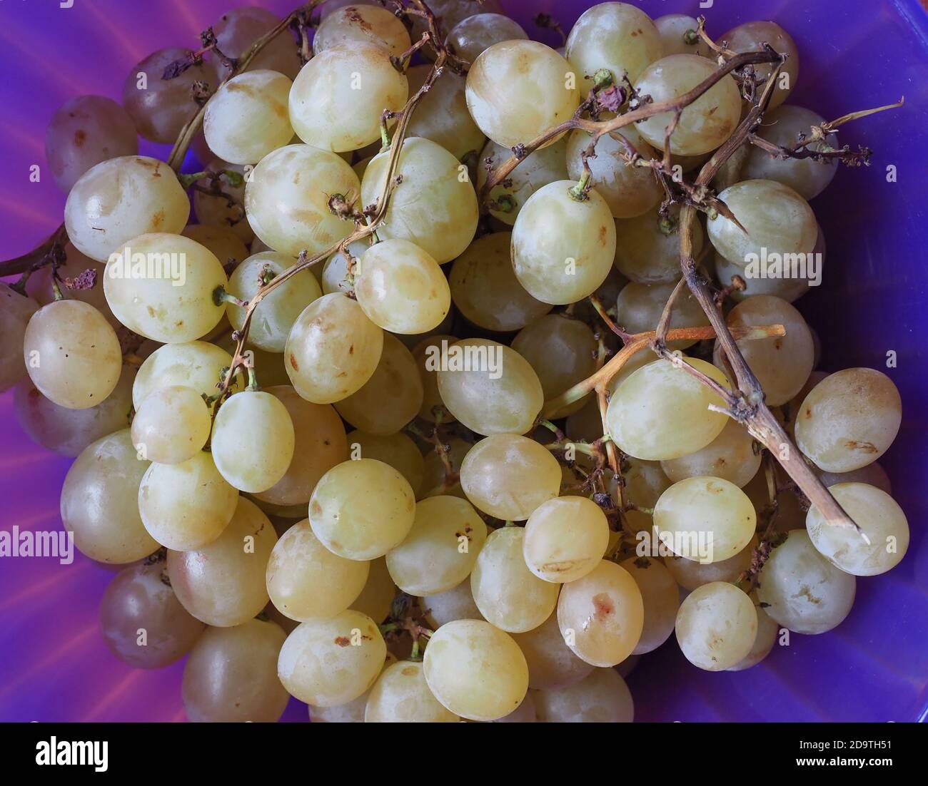 white grape vegetarian fruit food (scientific name Vitis vinifera Stock