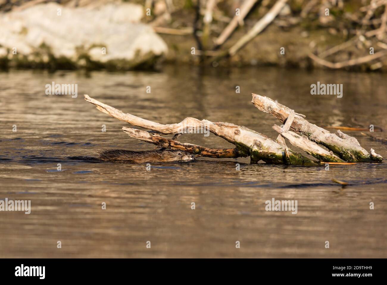 The Muskrat, Ondatra zibethicus, is a medium-sized semi-aquatic rodent.  It is native to North America, but has been introduced into Europe, where it Stock Photo