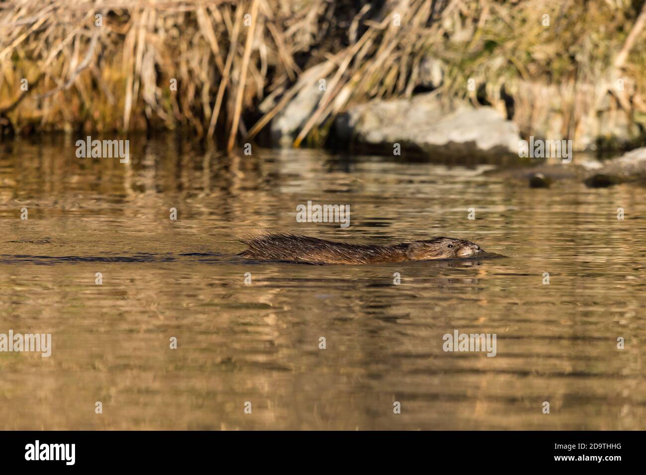 The Muskrat, Ondatra zibethicus, is a medium-sized semi-aquatic rodent.  It is native to North America, but has been introduced into Europe, where it Stock Photo