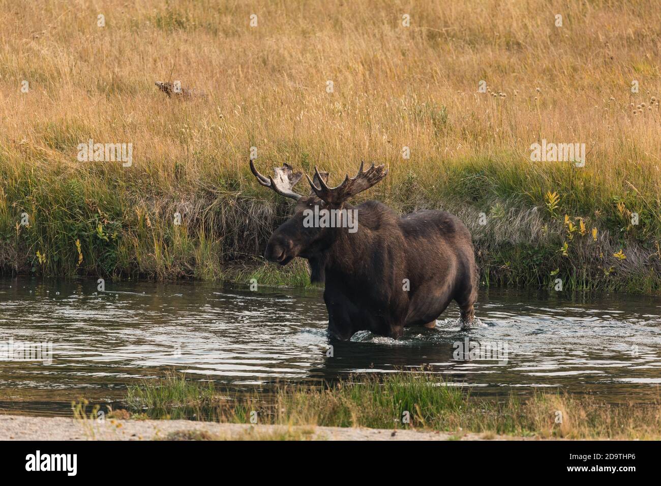A bull moose, Alces alces, crosses the Madison River in Yellowstone National Park in Wyoming. Stock Photo