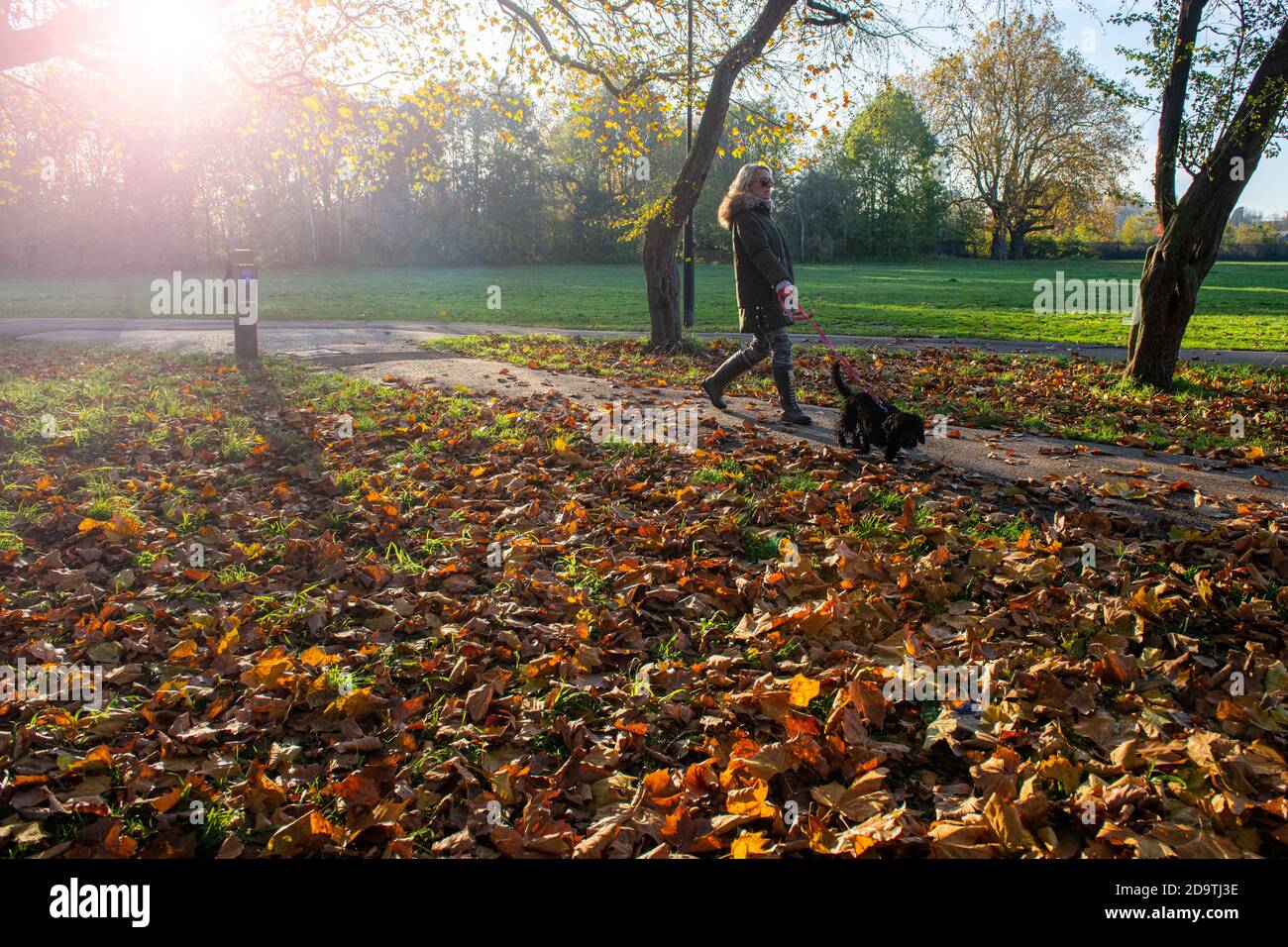 Friend their dogs for walk in the london sunshine london hires stock