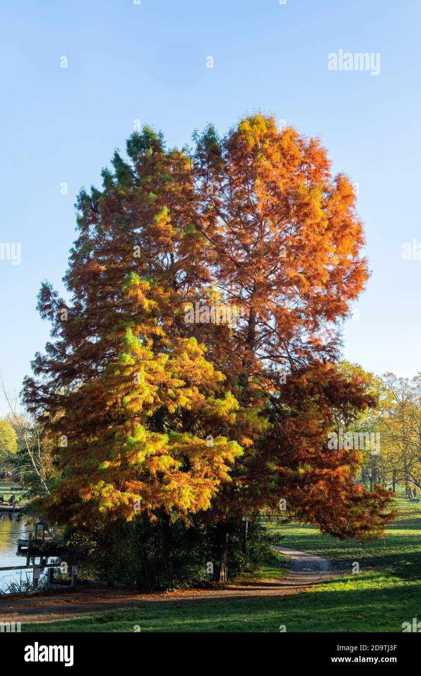 Deciduous conifers by a lake in a London park Stock Photo Alamy