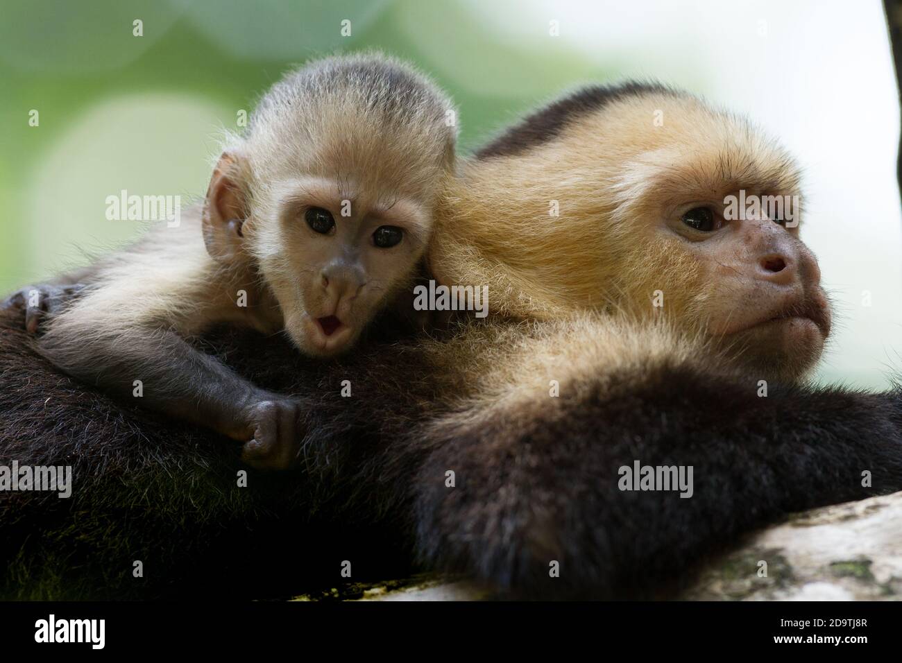 A Baby White Faced Capuchin Monkey On Its Mother S Back In Manuel Antonio National Park In Costa Rica Stock Photo Alamy