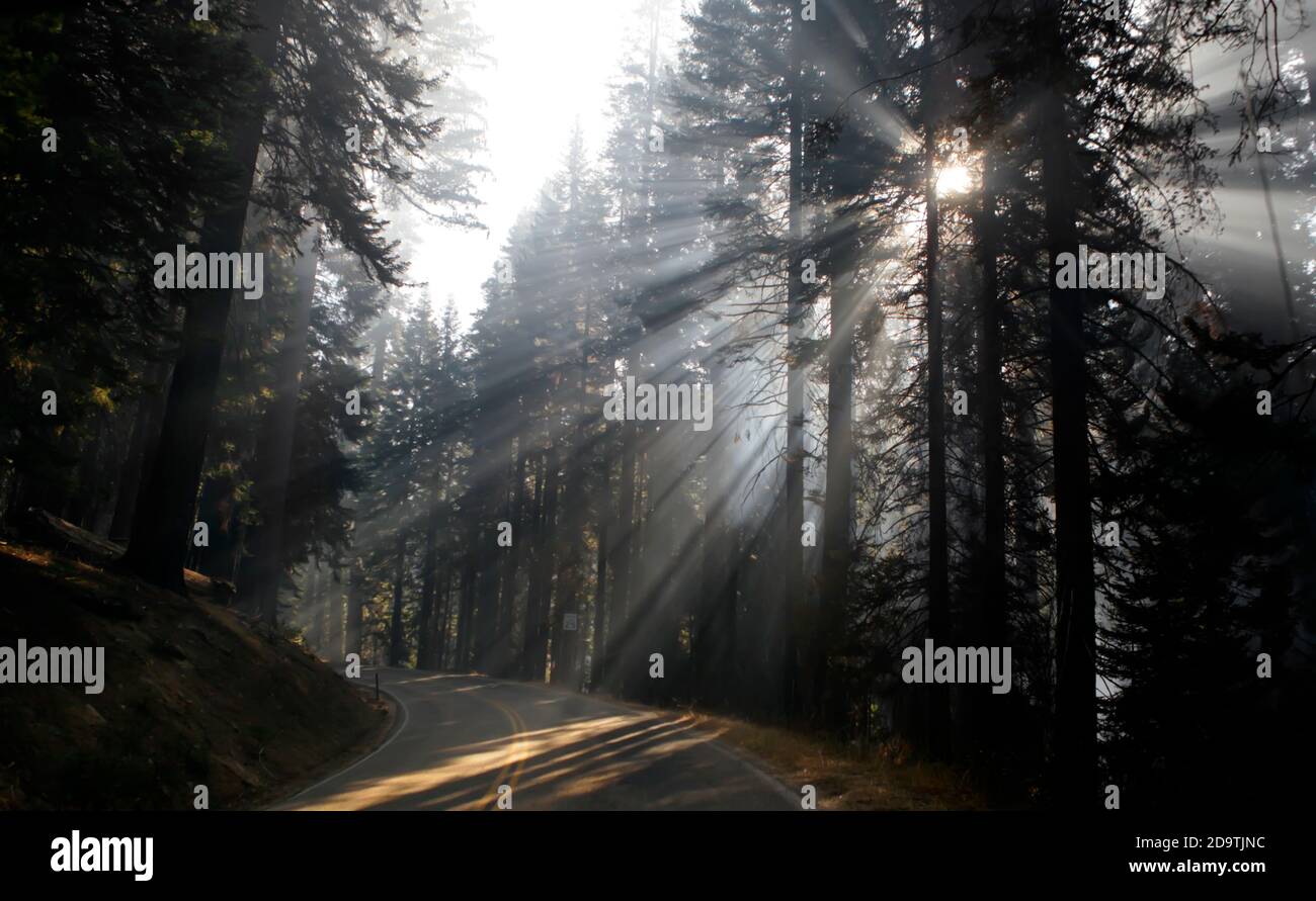 Morning sunlight beams passing through redwood trees on foggy road ...