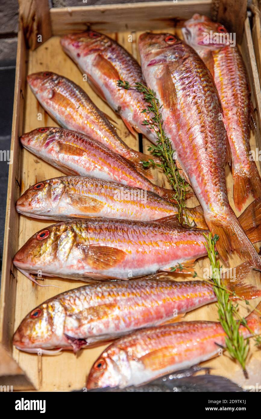 Red mullet or surmullet fish on a shop counter, close-up. Fresh