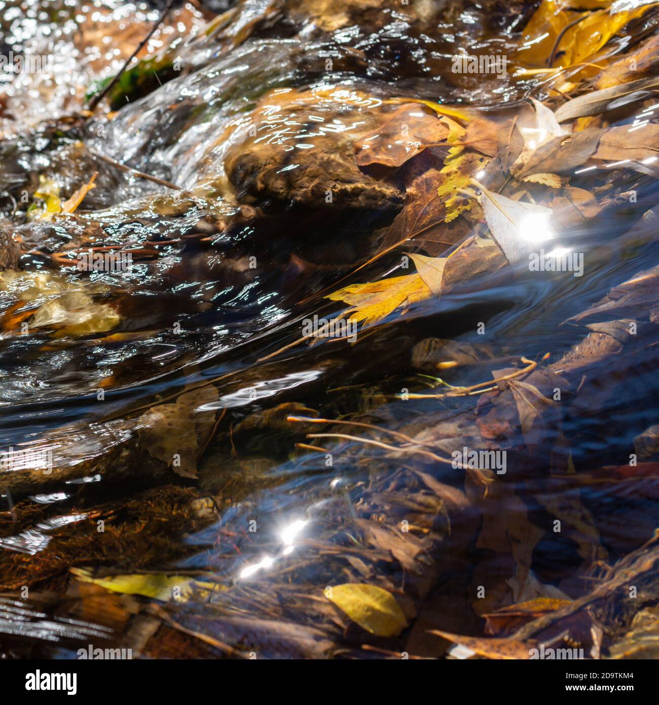 Crystal clear water stream (Rio Fardes) between trees in a forest with fallen autumn leaves Stock Photo