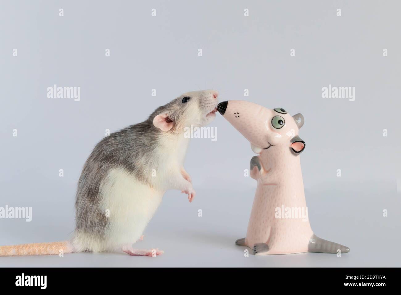 A cute little decorative rat stands on its hind legs and looks at the toy figurine. Portrait of a rodent close-up. Nose to nose. Stock Photo