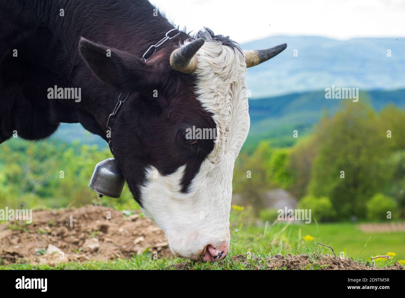 Close up of a black and white dairy cow. Cow eating grass Stock Photo ...