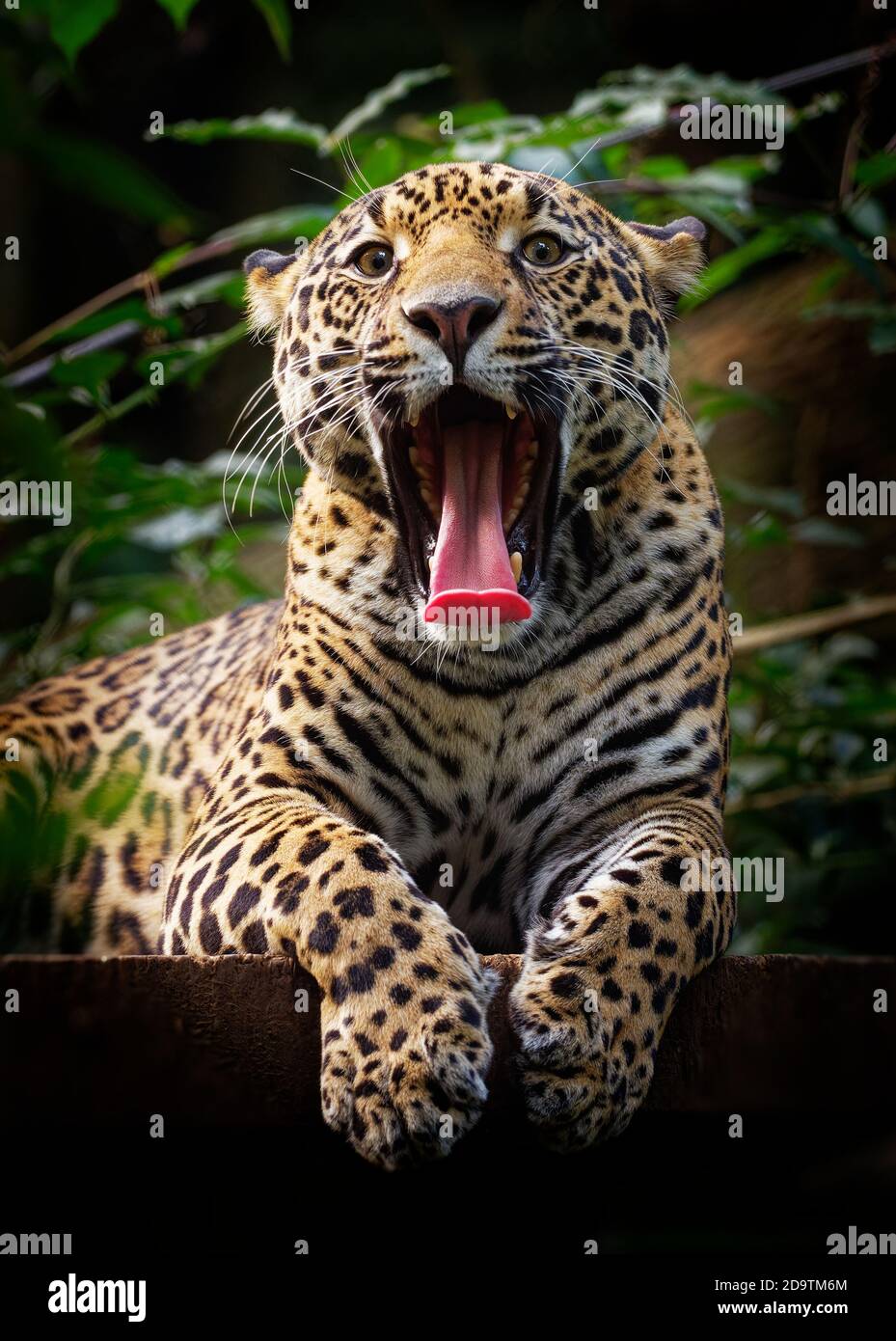 Jaguar Panthera onca wild cat species, the only extant member of