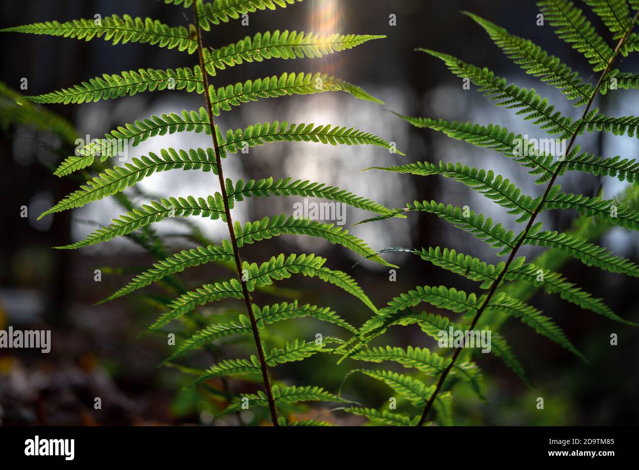 Wonderful patterned bright green fern (Dryopteris filix-mas) leaves with spores in front of the evening sun in the woods in late autumn afternoon Stock Photo
