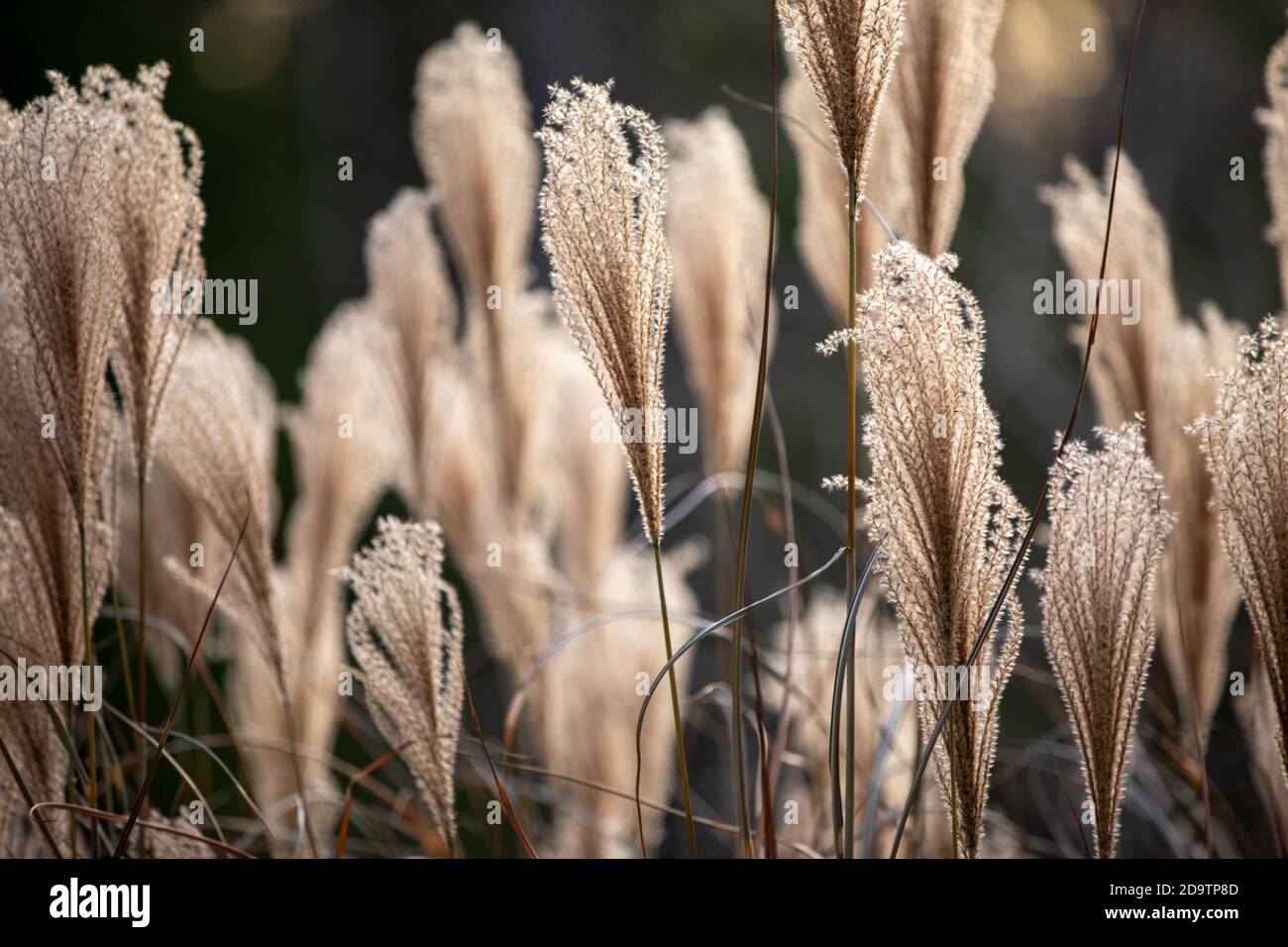 Grasses in the fall/autumn in Maine Stock Photo Alamy