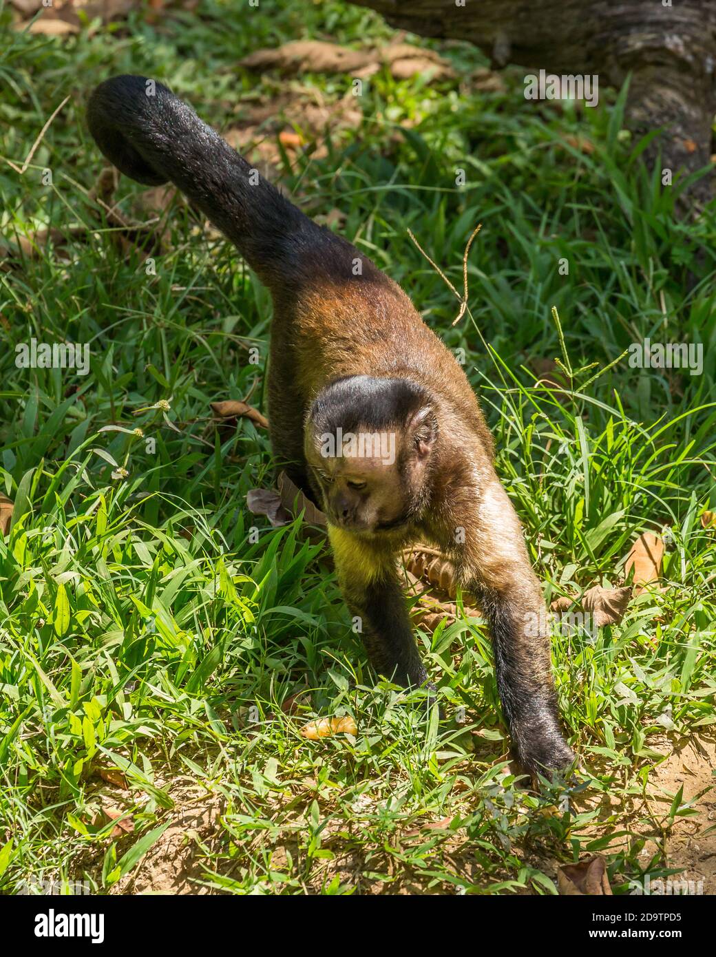 A wild, freeranging Tufted Capuchin monkey foraging on the grounds of the Paramaribo Zoo
