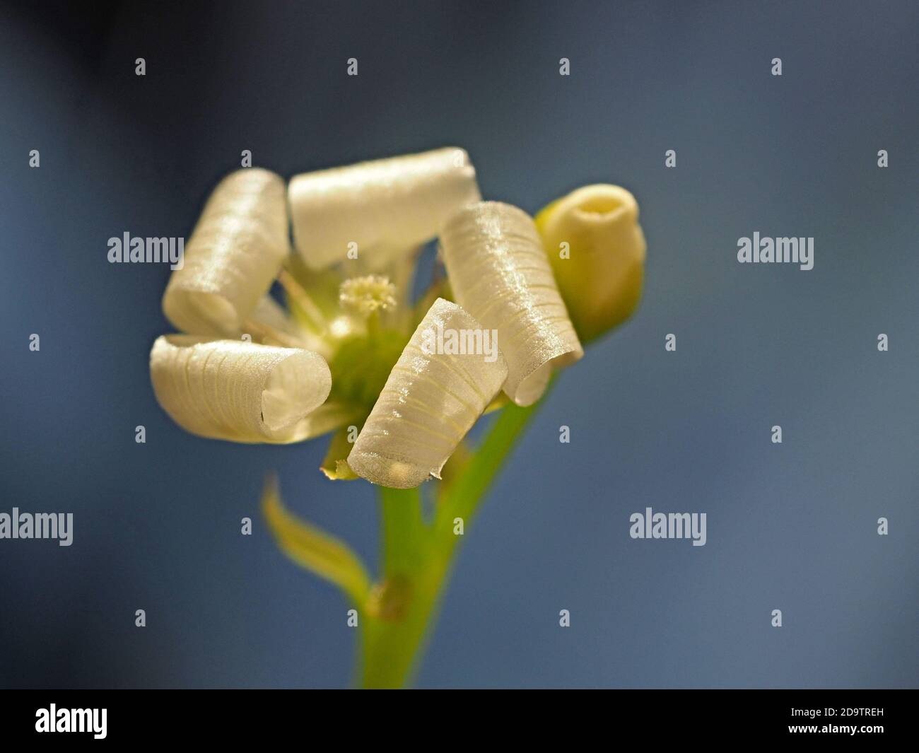 close-up of single white fertilised flower of Venus Flytrap (Dionaea muscipula) with 5 curling shiny striped petals alongside unopened flowerbud Stock Photo