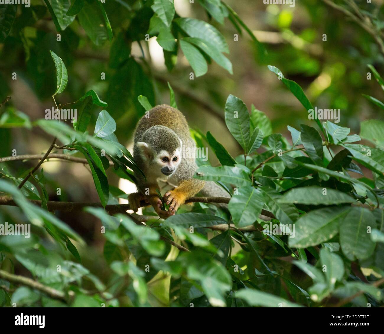 Freeroaming Common Squirrel Monkeys, Saimiri sciureus, in a nature