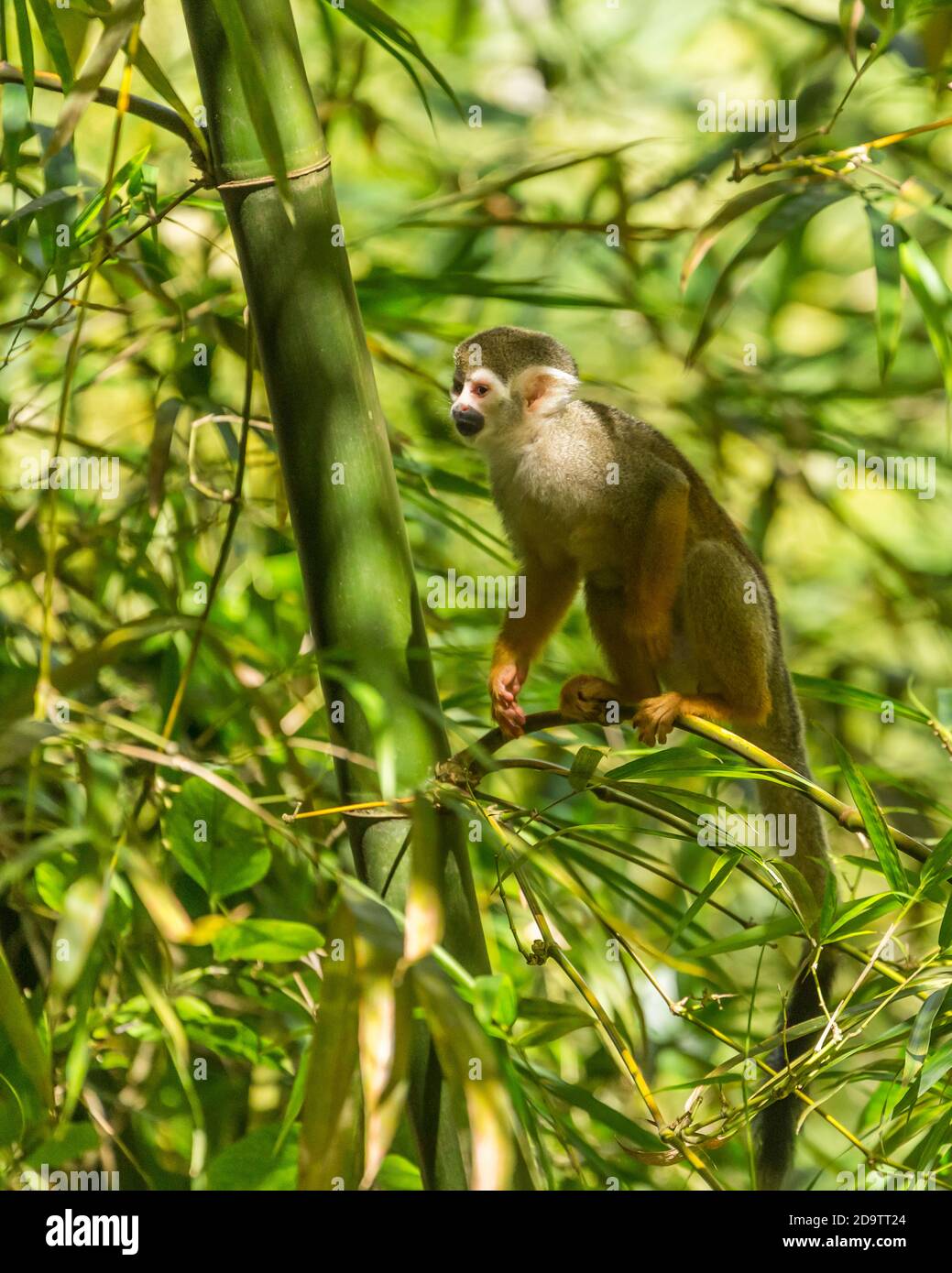 Freeroaming Common Squirrel Monkeys, Saimiri sciureus, in a nature