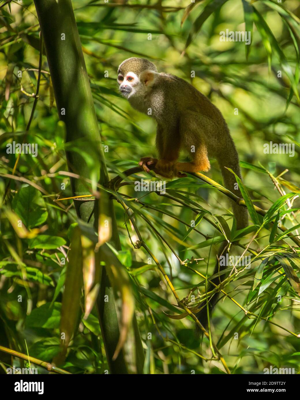 Freeroaming Common Squirrel Monkeys, Saimiri sciureus, in a nature
