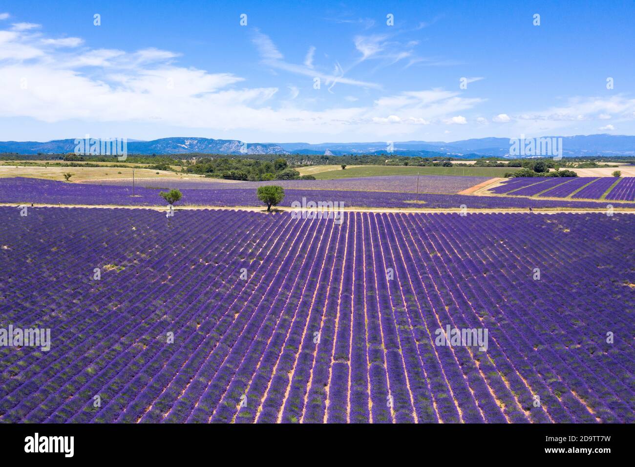 Aerial view of lavender fields in Valensole in South of France Stock Photo