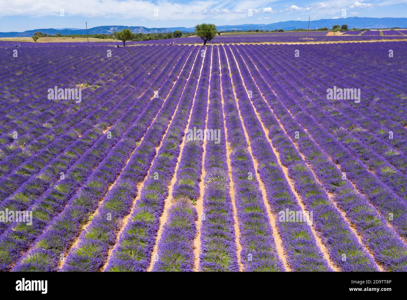 Aerial view of lavender fields in Valensole in South of France Stock Photo