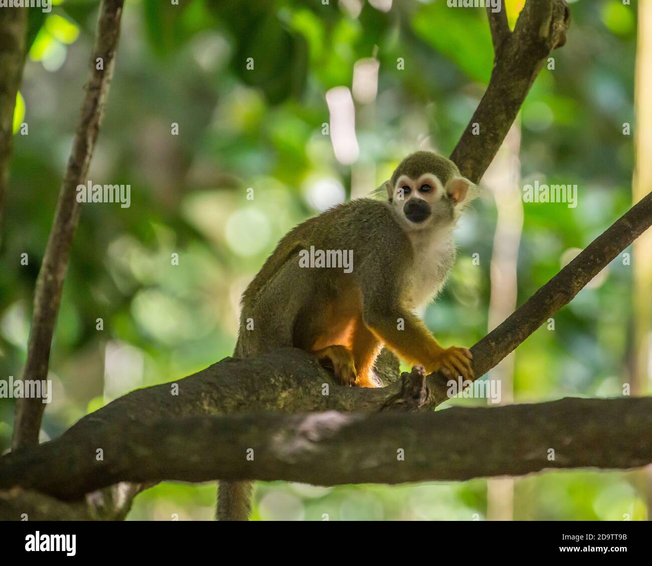 Freeroaming Common Squirrel Monkeys, Saimiri sciureus, in a nature