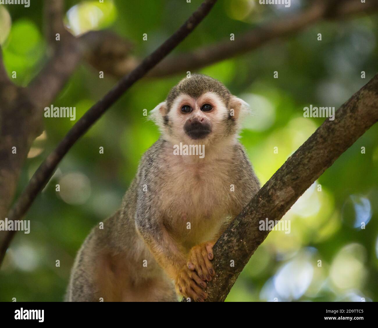 Freeroaming Common Squirrel Monkeys, Saimiri sciureus, in a nature