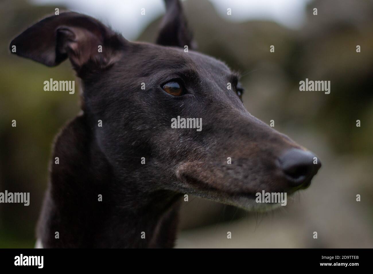 Black greyhound looking away smiling with ears pricked up outside Stock Photo