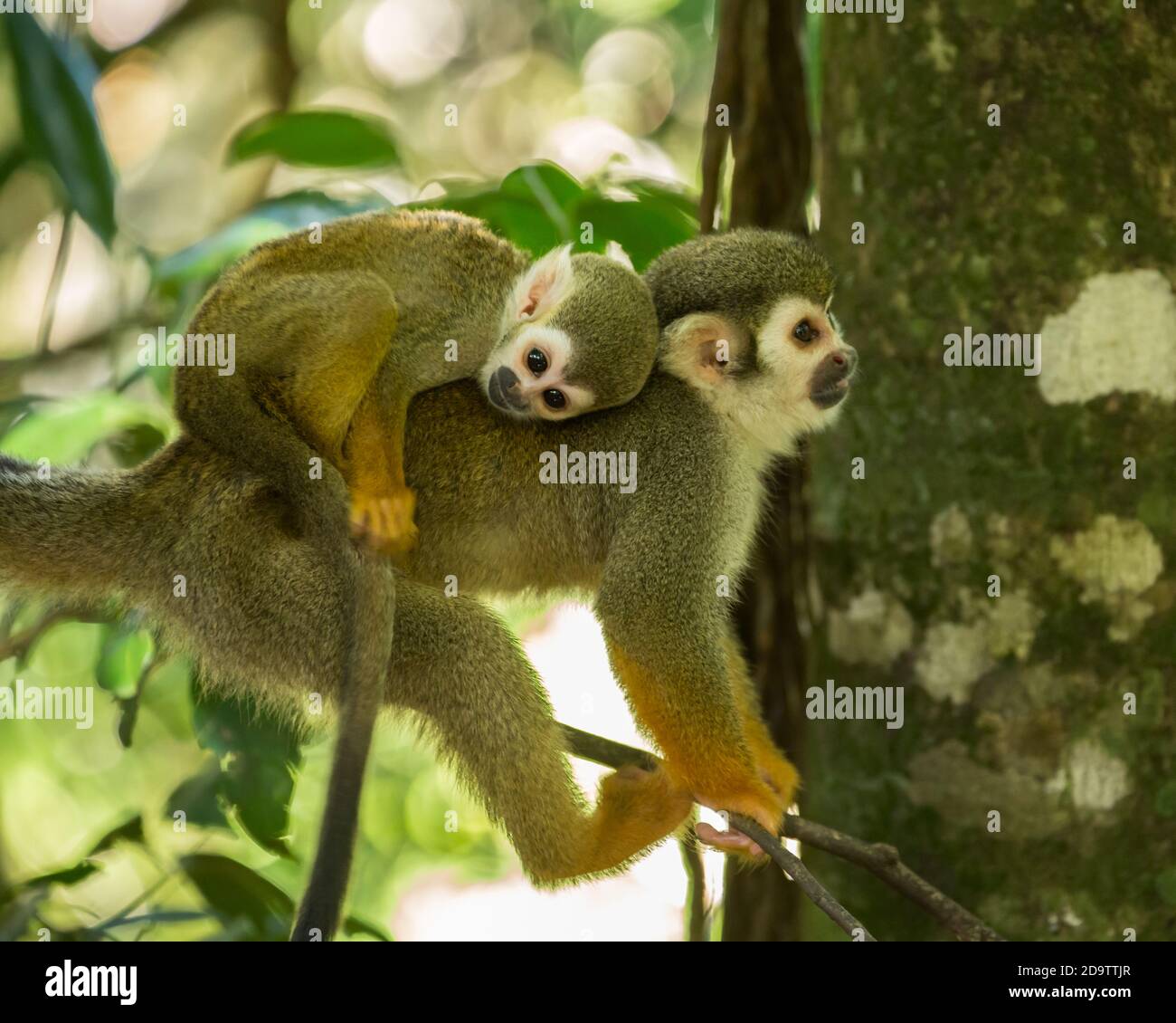 Freeroaming Common Squirrel Monkeys, Saimiri sciureus, in a nature