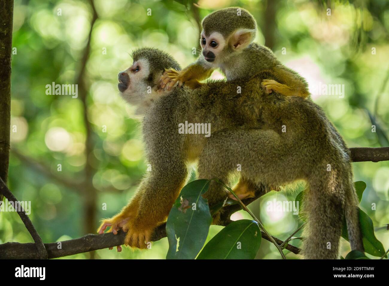 Freeroaming Common Squirrel Monkeys, Saimiri sciureus, in a nature