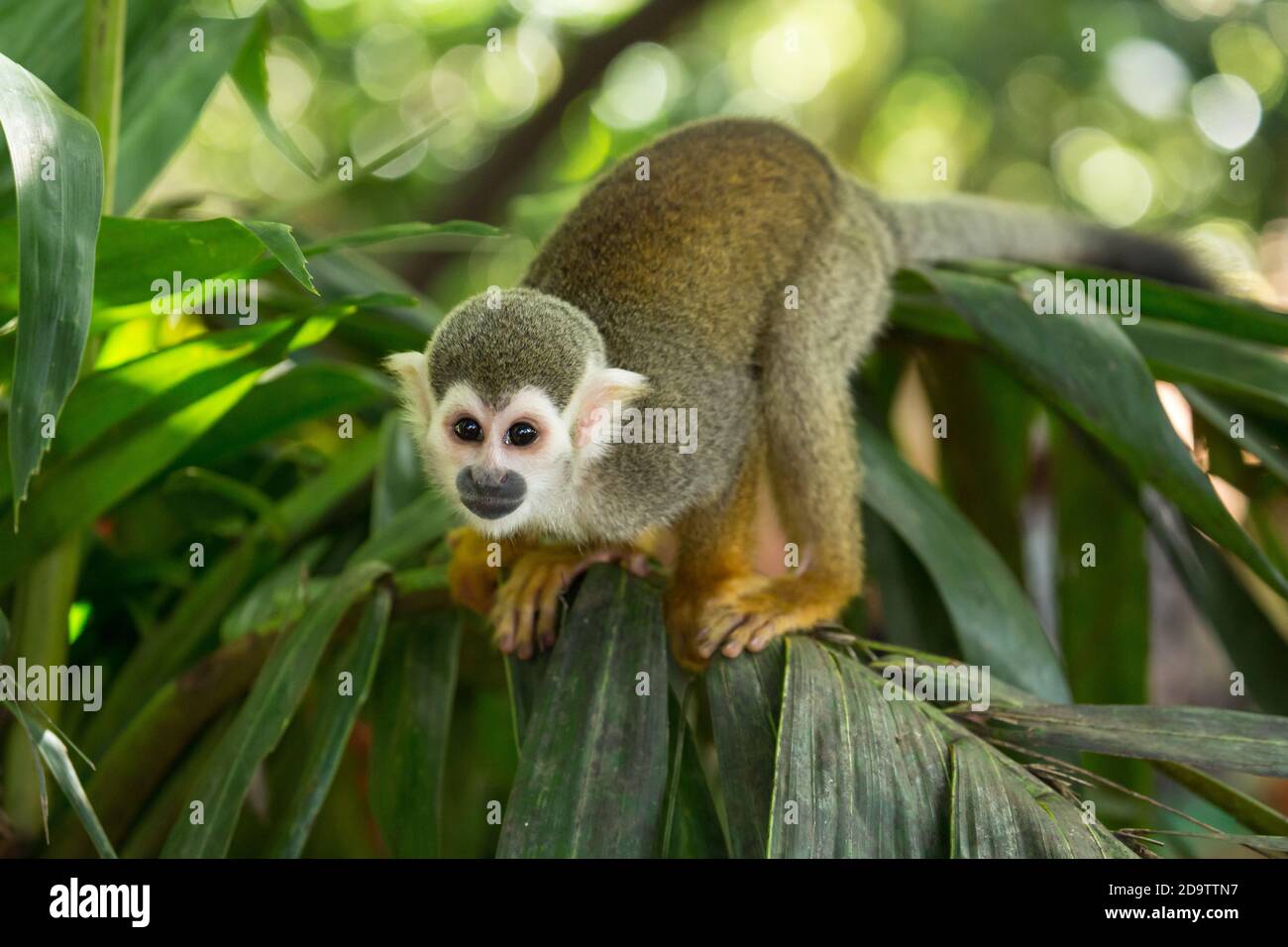 Freeroaming Common Squirrel Monkeys, Saimiri sciureus, in a nature