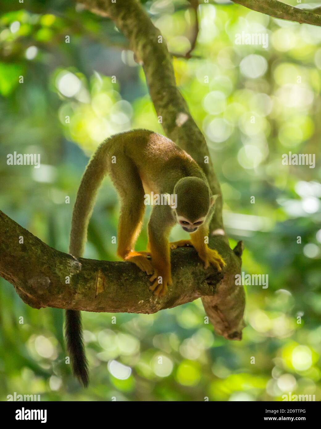 Freeroaming Common Squirrel Monkeys, Saimiri sciureus, in a nature