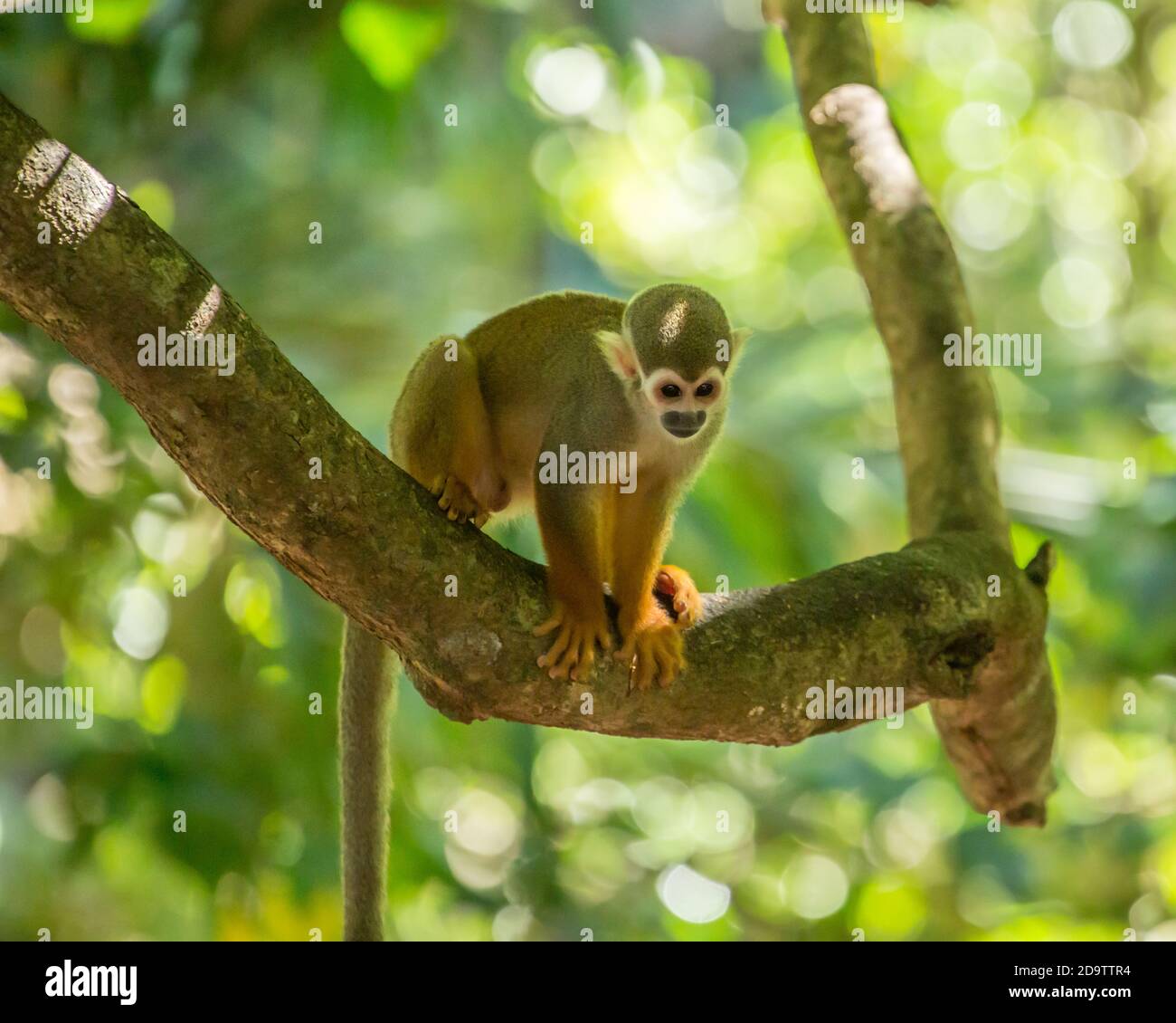 Freeroaming Common Squirrel Monkeys, Saimiri sciureus, in a nature