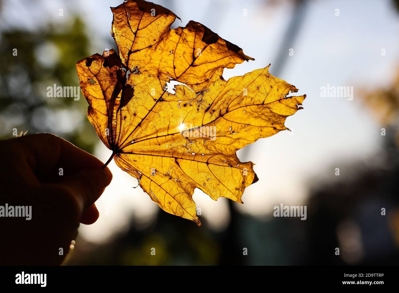 Yellow autumn leaves with sun in back Stock Photo - Alamy