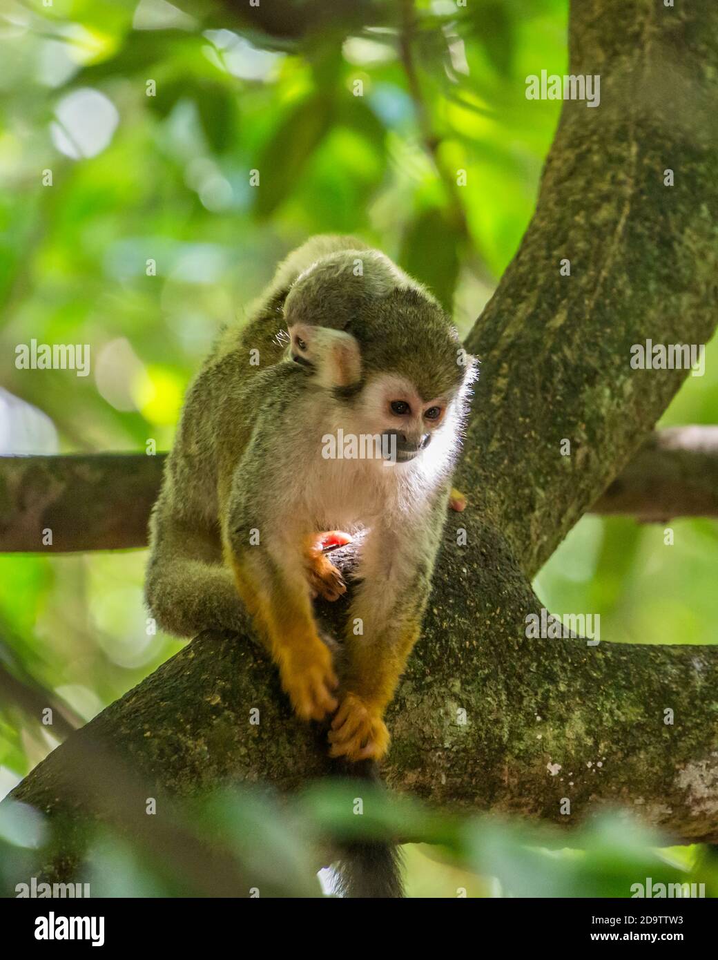Freeroaming Common Squirrel Monkeys, Saimiri sciureus, in a nature