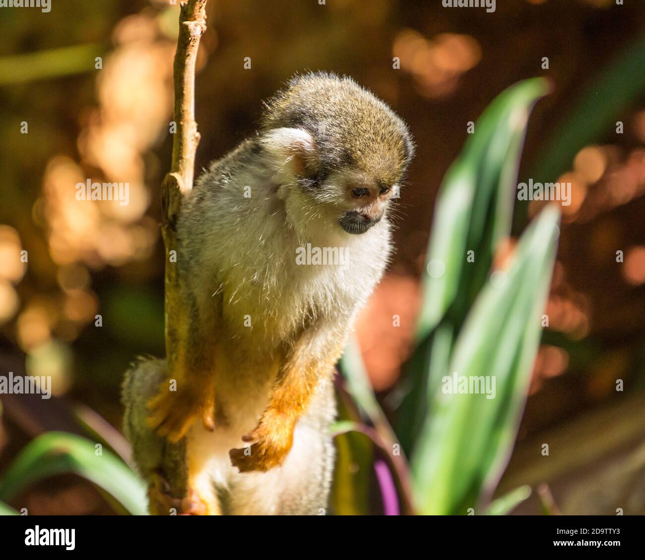 Freeroaming Common Squirrel Monkeys, Saimiri sciureus, in a nature