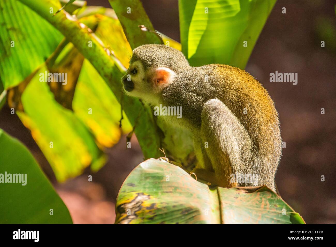 Free-roaming Common Squirrel Monkeys, Saimiri sciureus, in a nature reserve  in the rainforest of the Dominican Republic. Native to the Amazon Basin  Stock Photo - Alamy
