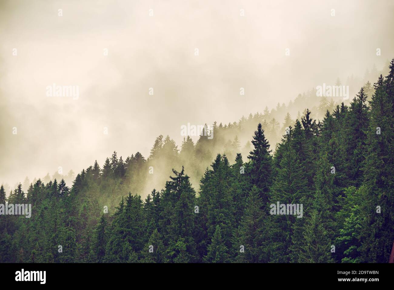 Misty foggy mountain landscape with fir forest and copyspace in vintage ...