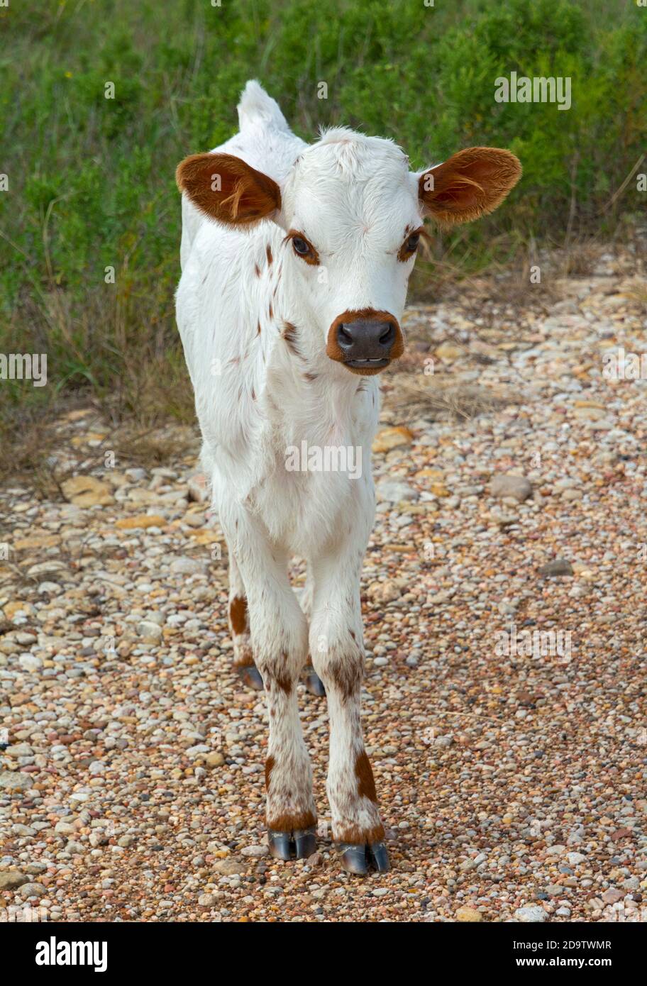 Texas Forts Trail, Shackelford County, Albany, Fort Griffin State Historic Site, longhorn cattle, calf Stock Photo