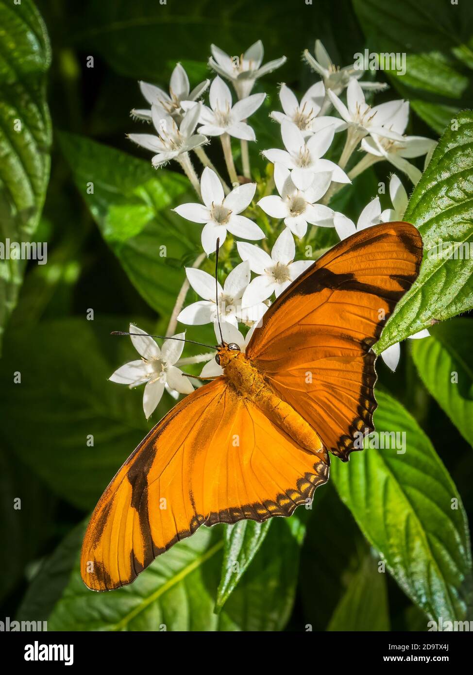 Close-up of an orange Julis Butterfly (Dryas iulia) on a white flower Stock Photo