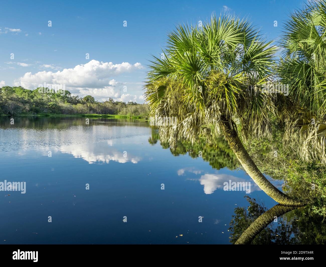 Deer Prairie Creek in Deer Prairie Creek Preserve in Vemice Florida in the United States Stock Photo